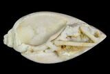 Chalcedony Replaced Gastropod With Druzy Quartz - India #128247-1